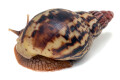 Lissachatina albopicta typ 4 subadult